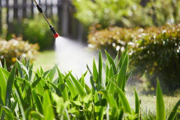 24/7 Emergency Termite Control experts in Fairview, UT